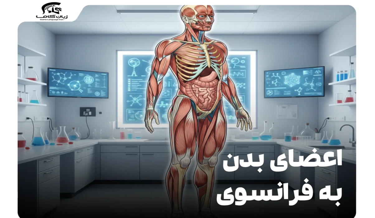 اعضای بدن به فرانسوی