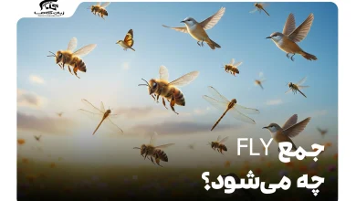 جمع fly چه می‌شود؟