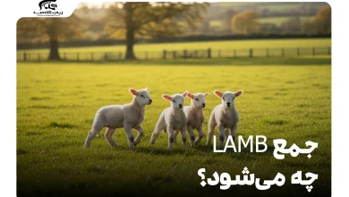 جمع lamb چه می‌شود؟