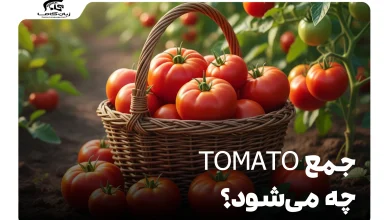 جمع tomato چه می‌شود؟