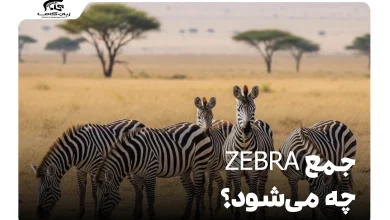 جمع zebra چه می‌شود