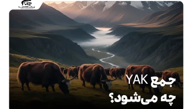 جمع yak چه می‌شود؟