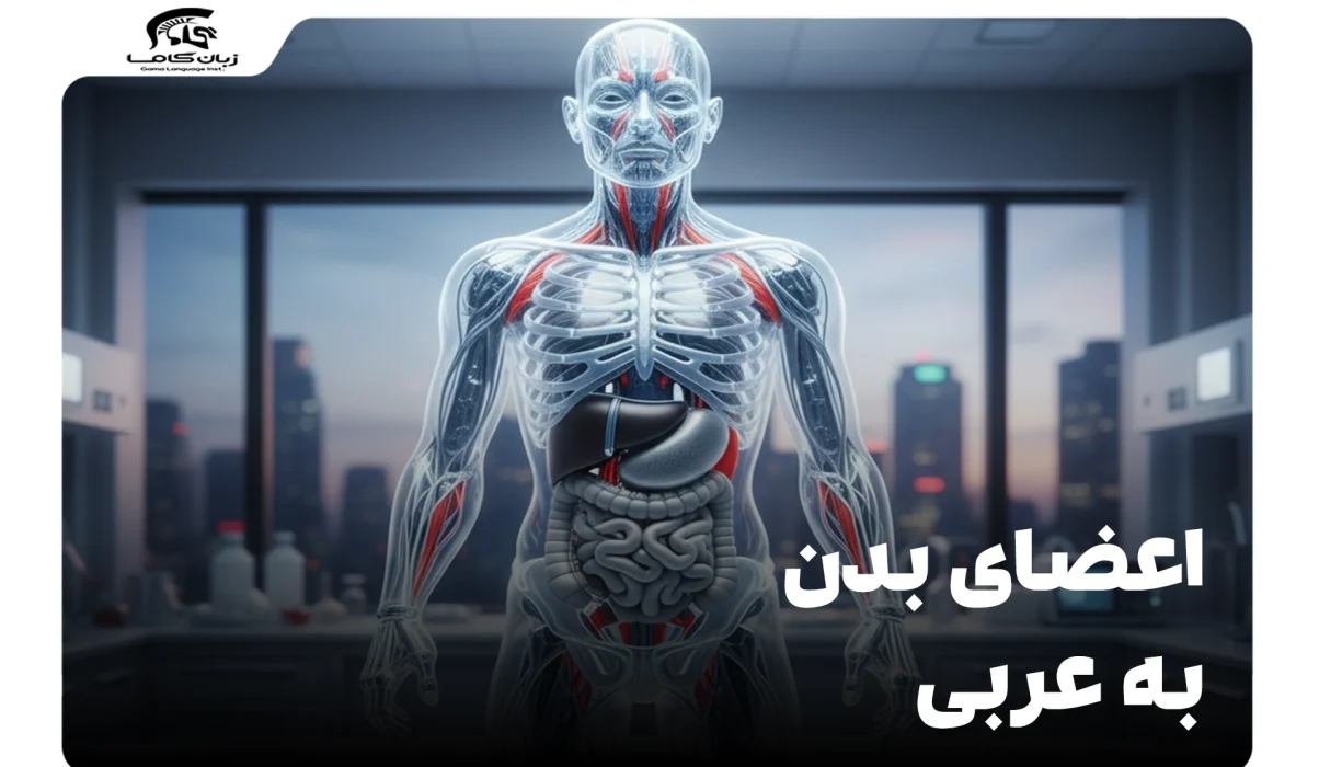 اعضای بدن به عربی: راهنمای کامل با ترجمه، تلفظ و مثال 9 اعضای بدن به عربی