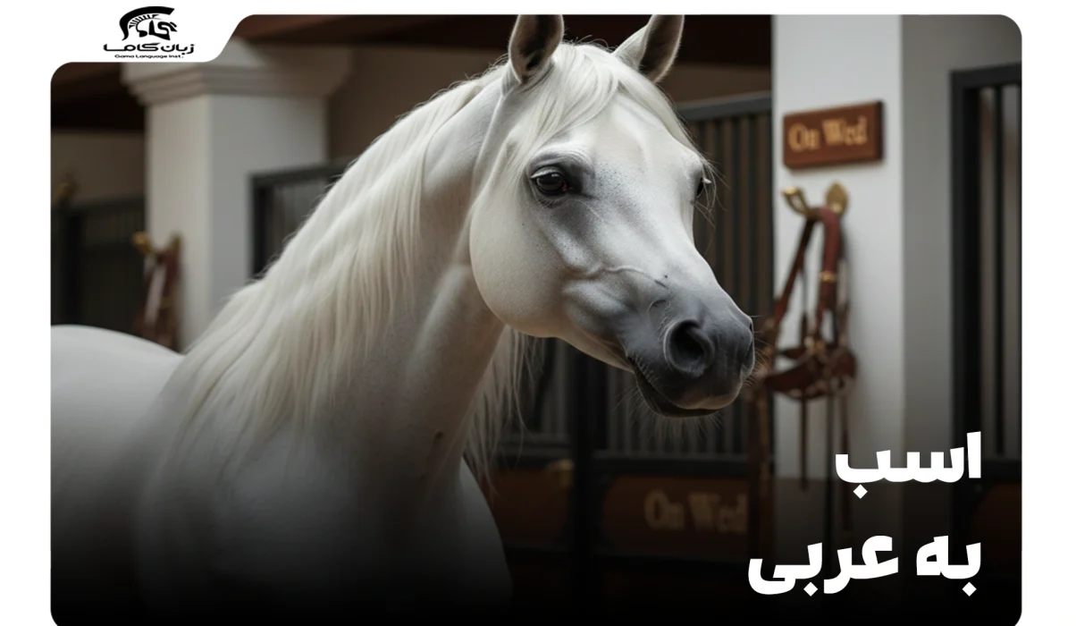 horse-in-arabic