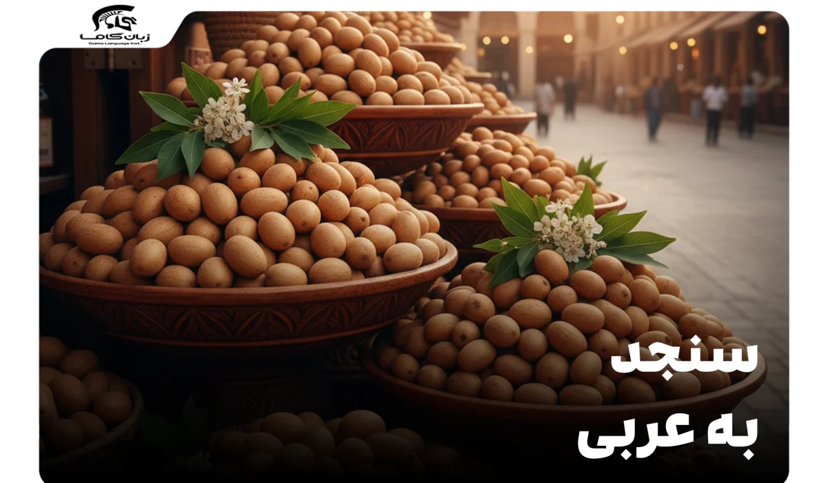 سنجد به عربی